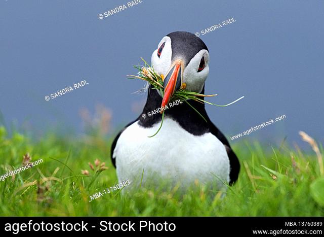 Atlantic Puffin, Hermaness Nature Reserve, Isle of Unst, Scotland, Shetland Islands