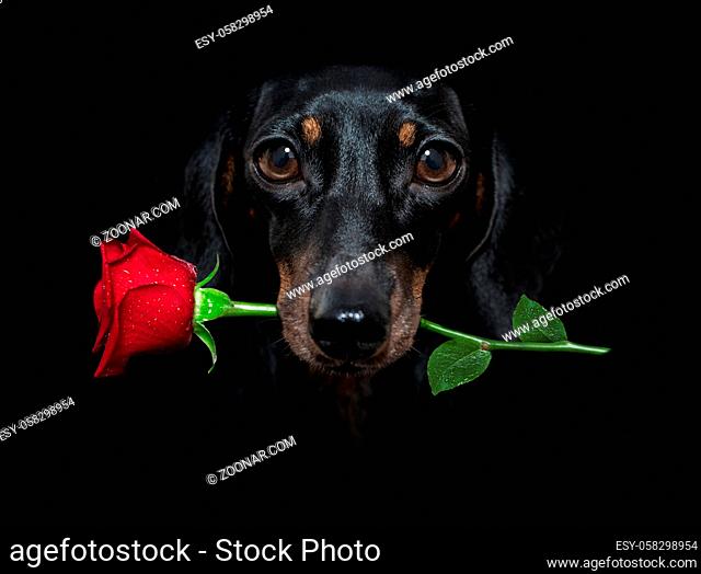 sausage dachshund dog isolated on black dramatic dark background on valentines , with rose in mouth