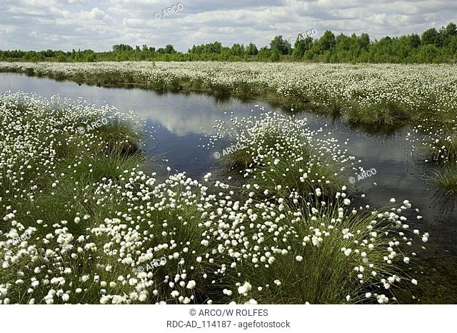 Cottongrass Diepholzer Moorniederung Goldenstedter Moor Lower Saxony Germany Eriophorum spec