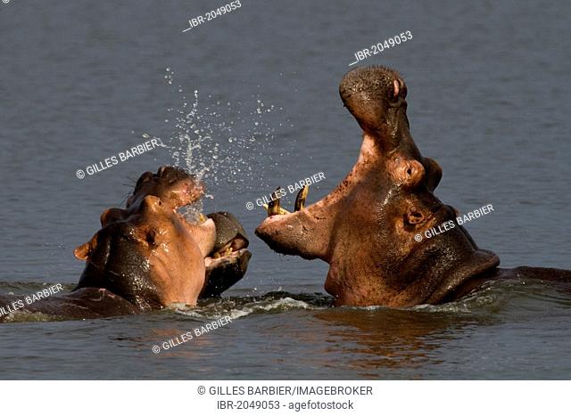 Hippopotamus (Hippopotamus amphibius), two fighting, Murchison Falls National Park, North Uganda, Africa