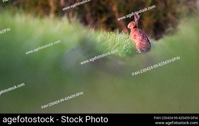 24 April 2023, Lower Saxony, Laatzen: A brown hare lingers in the early morning in the Leinemasch in the Hannover region