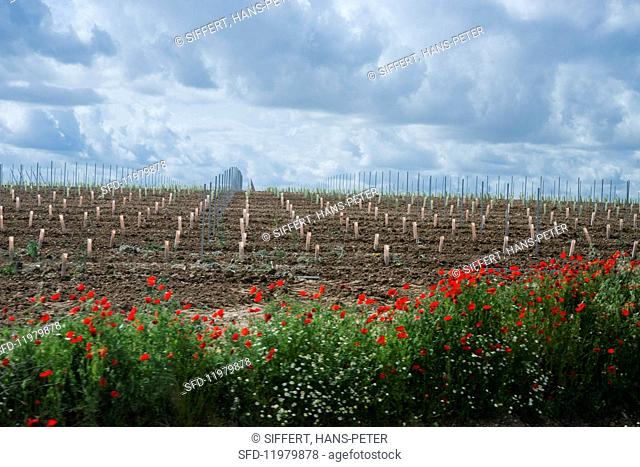 Vines being replanted in a flat field (Rueda, Spain)