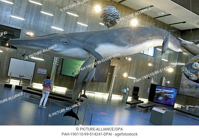 17 November 2018, Portugal, Funchal / Canical: A model of a whale is exhibited in the Whale Museum in Canial on the Portuguese island of Madeira