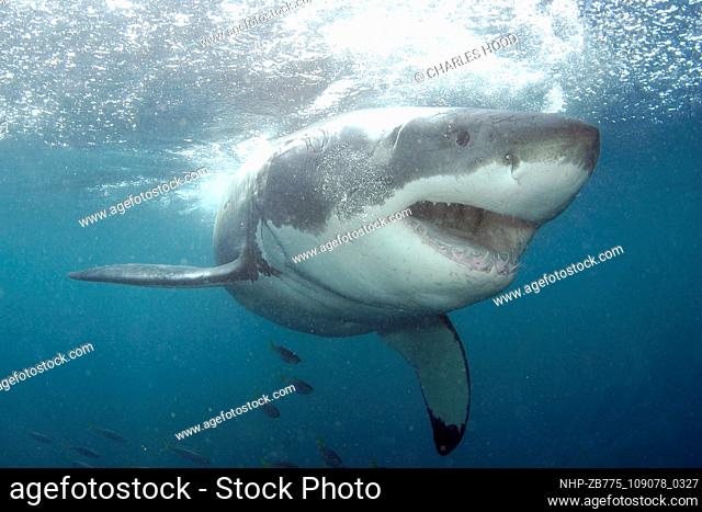 Great white shark     Date: 07/11/2003  Ref: ZB775-109078-0327  COMPULSORY CREDIT: Oceans Image/Photoshot