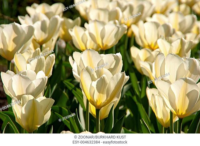 white tulips in a flowerbed