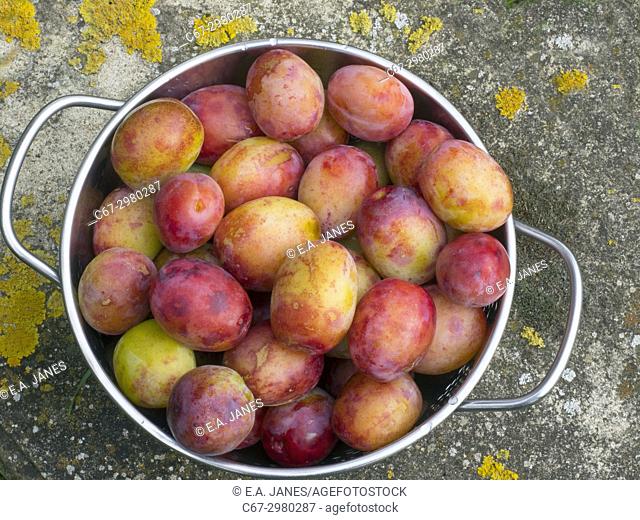 Victoria Plums ripe and ready to gather in garden setting