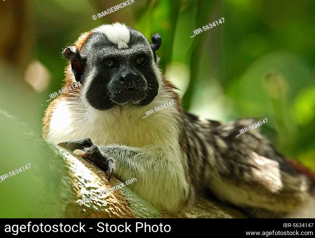 Geoffroy's Tamarin (Saguinus geoffroyi) adult, resting on branch, Darien, Panama, Central America