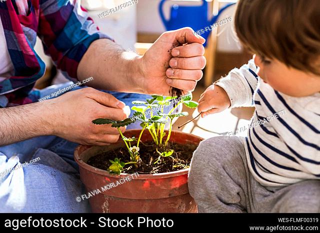 Father and son sitting by strawberry pot while planting plant at balcony