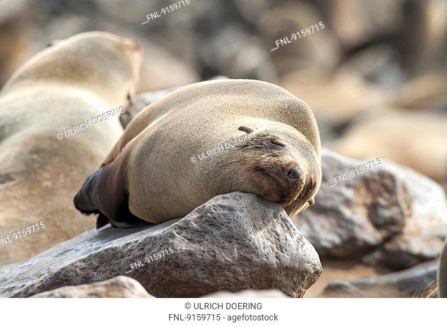 Brown fur seal sleeping on a rock
