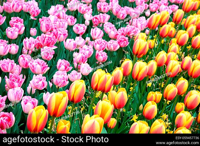 Pink, yellow and orange tulips in the park. Spring landscape