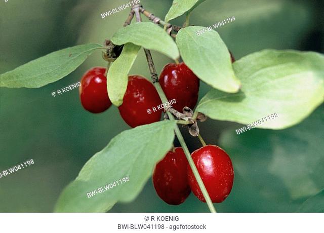 cornelian cherry wood Cornus mas, fruits drupes