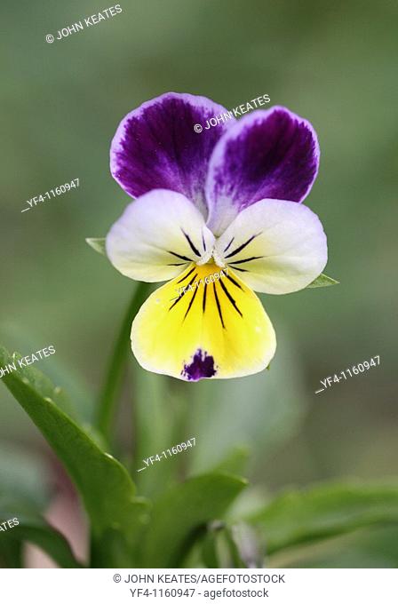 A Close-up of the wildflower Heartsease pansy Viola tricolor