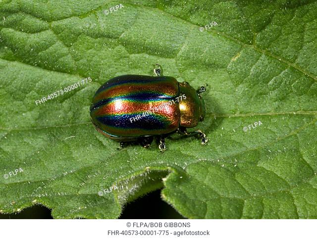 Rainbow Leaf Beetle (Chrysolina cerealis) adult, resting on leaf, French Pyrenees, France, June