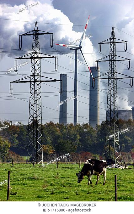 Cow grazing on a pasture, in the back a wind energy plant and smokestacks of a lignite power plant at Titz, coal mining area in the Lower Rhine