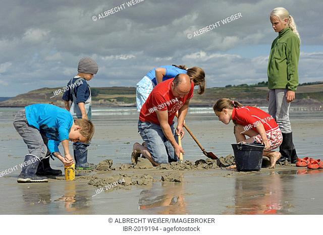 Young anglers and an adult digging for sandworms (Arenicola marina) on the beach, Atlantic Ocean, Finistere, Brittany, France, Europe, PublicGround