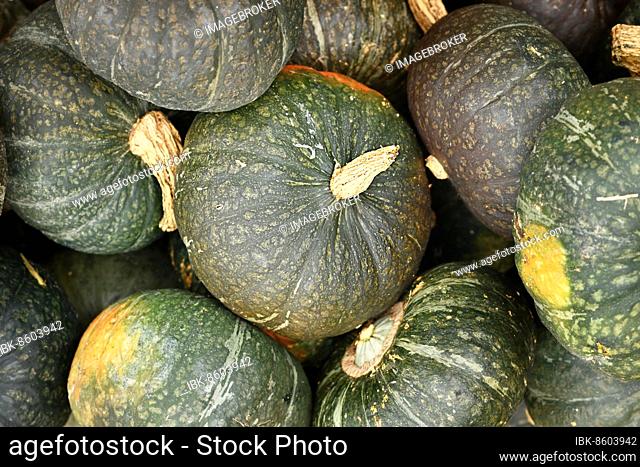 Pile of green Kabocha Delica squashes
