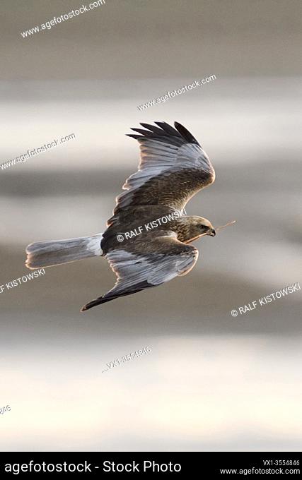 Western Marsh Harrier / Rohrweihe ( Circus aeruginosus ), adult, male in flight, carrying nesting material, wildlife, Netherlands, Europe