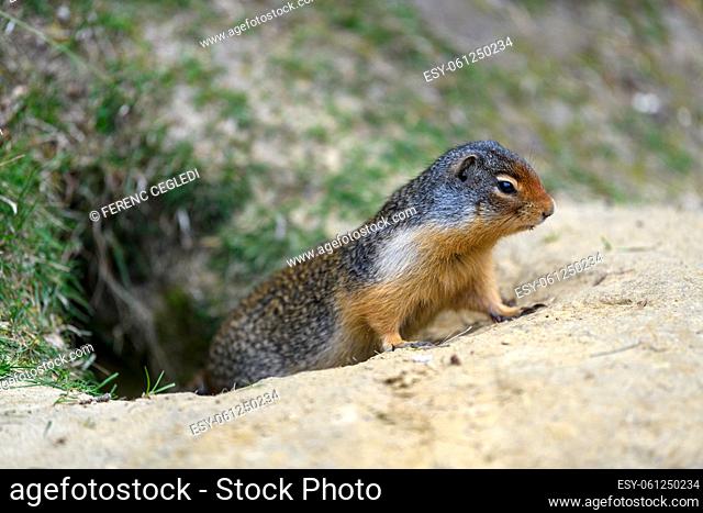 Columbian ground squirrel (Urocitellus columbianus) sitting, watching and guarding the entrance of its burrow in Glacier National Park, Rogers Pass area