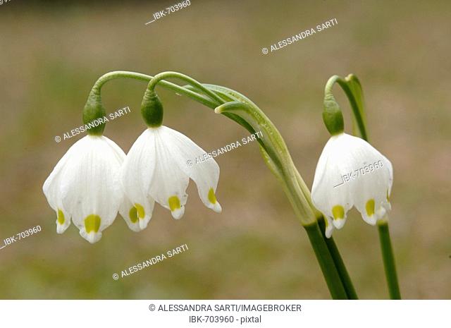 Spring Snowflakes (Leucojum vernum), North Tirol, Austria, Europe