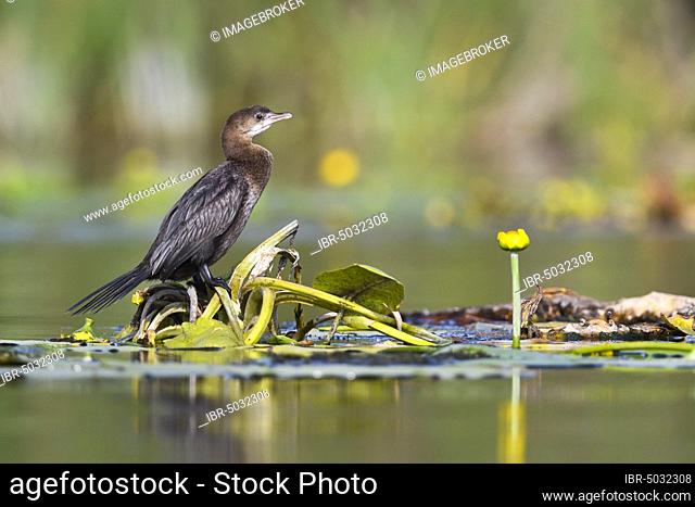Pygmy Cormorant (Phalacrocorax pygmeus) on aquatic plants, Danube Delta, Romania, Europe