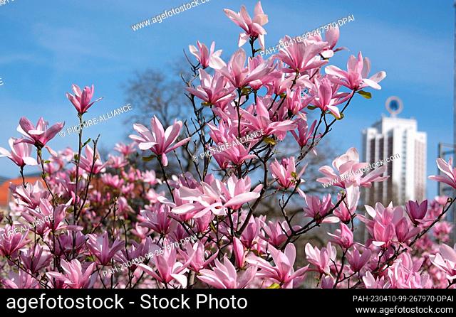 10 April 2023, Saxony, Leipzig: Magnolias bloom in the city center. After the sunny Easter days, meteorologists expect changeable spring weather in central...