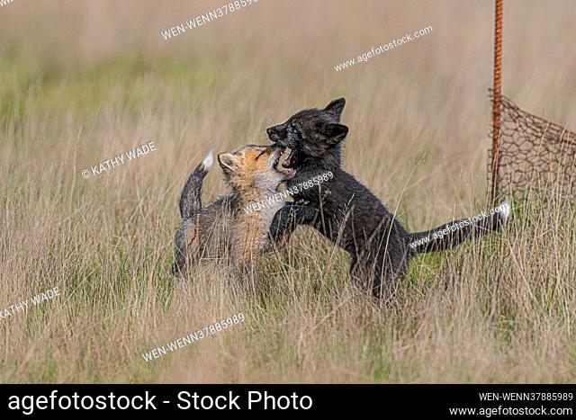 A young Kit fox looks for safety by hiding under its mother after spotting potential danger from the skies above. Bald eagles patrol the skies looking for an...