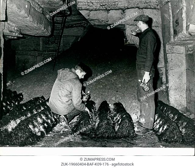 Apr. 04, 1966 - Mushroom Growers Live In Fear. Inhabitants of the villages, Zichen, Zussen and bolder, near the Dutch town of Maastricht