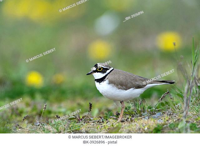 Little Ringed Plover (Charadrius dubius), North Hesse, Hesse, Germany