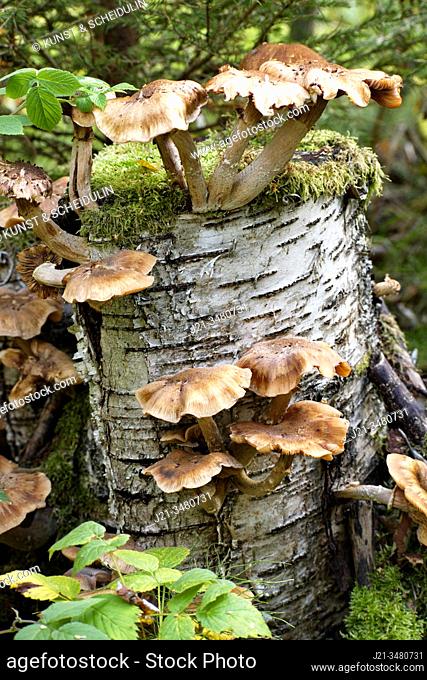 Fungi are growing on the stump of a birch tree (Betula sp.)in a forest. Västernorrland, Sweden, Europe