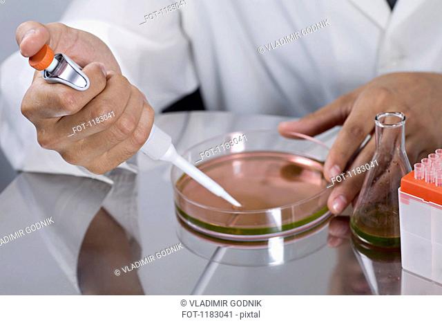 A research scientist using a pipette on a Petri dish