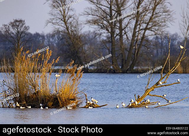 Black-headed Gull, Jaroslavice pond, Znojmo region, Southern Moravia, Czech Republic