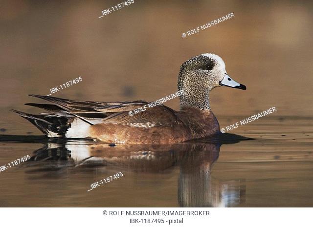 American Wigeon (Anas americana), male swimming, Hill Country, Central Texas, USA