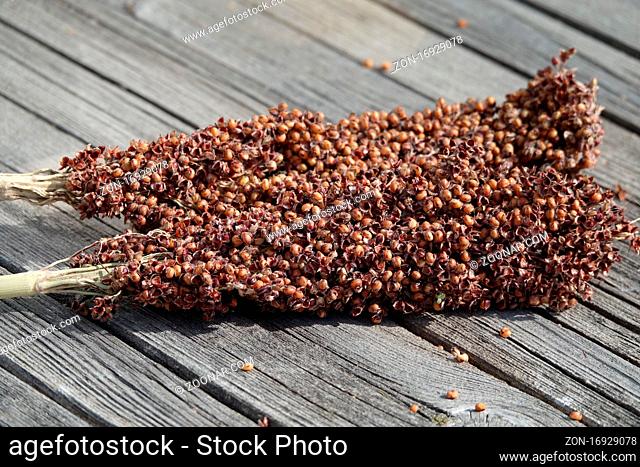 Sorghum bicolor, Mohrenhirse, great millet