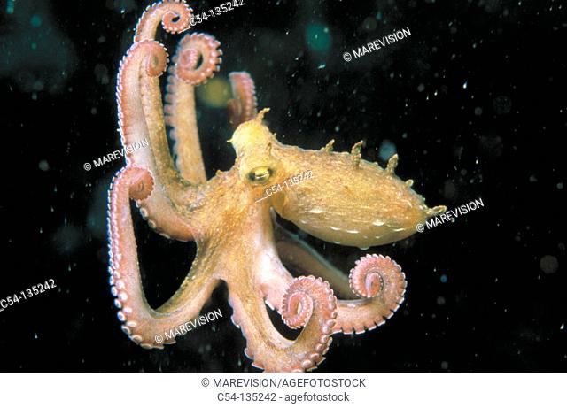 Common Octopus (Octopus vulgaris). Galicia. Spain