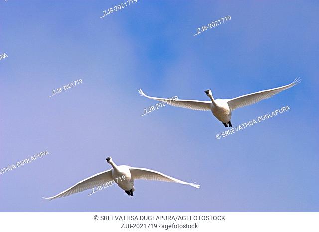 Tundra swans flying, Klamath Wildlife Refuge, California, USA