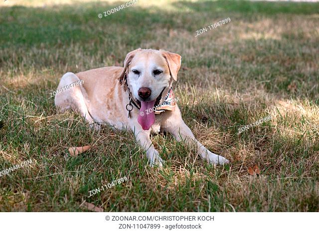 Labrador erholt sich im Schatten von der Hitze