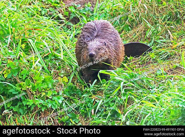 22 August 2022, Brandenburg, Trebbin: 22.08.2022, Trebbin. An adult European beaver (Castor fiber) stands in the early morning at a river near Trebbin in the...