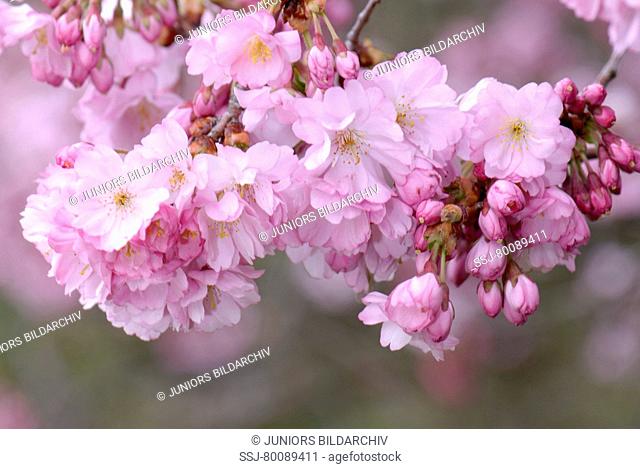 DEU, 2007: Japanese Cherry, Oriental Cherry (Prunus serrulata), flowering twigs