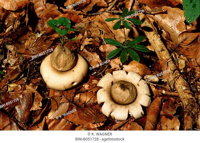 sessile earthstar (Geastrum sessile, Geastrum fimbriatum), two fruiting bodies on forest floor, Germany