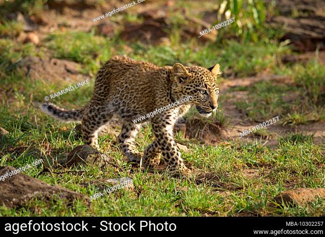 Leopard, Panthera pardus, running, Masai Mara National Reserve, Kenya, Africa