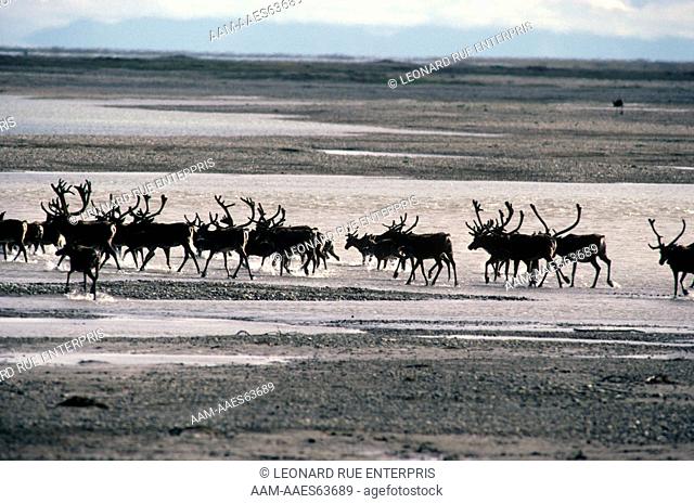 Barren Ground Caribou Herd in Migartion