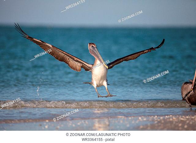 Brown pelican bird Pelecanus occidentalis swimming and flying around Clam Pass in Naples, Florida