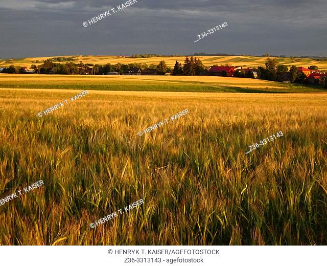 Agriculture in Lasser Poland near Slomniki