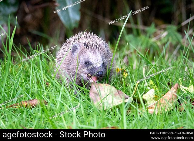 24 October 2021, Hamburg: A young brown-breasted hedgehog (Erinaceus europaeus) chews on a tasty meal among grass and leaves in the afternoon