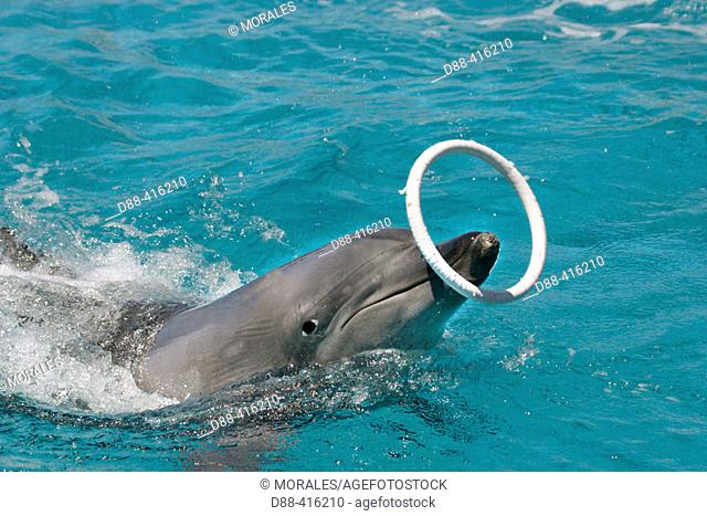 Inshore Bottlenose Dolphin (Tursiops truncatus aduncus). South Africa