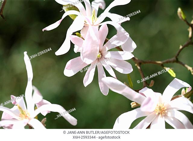 magnolia x loebneri 'Leonard Messel' - a spring favourite