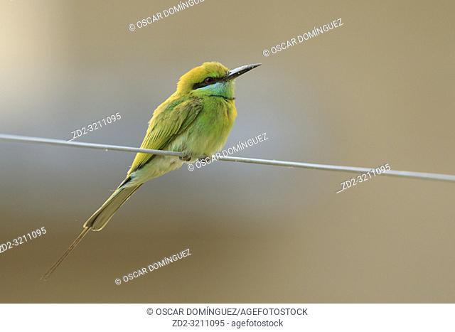 Asian Green Bee-eater (Merops orientalis) perched on wire. Corbett National Park. Uttarakhand. India