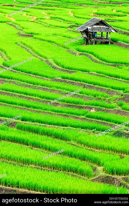 Terrace rice fields in Mae Chaem District Chiang Mai, Thailand