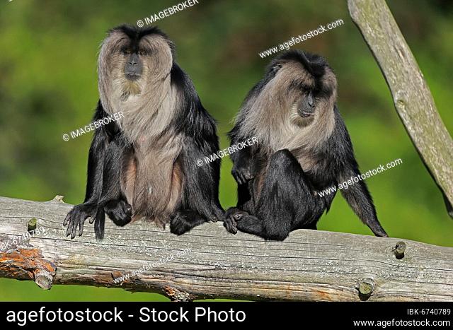 Lion-tailed macaque (Macaca silenus), Wanderu, adult, two animals, sitting, on tree trunk, alert, captive, endangered species, India, Asia