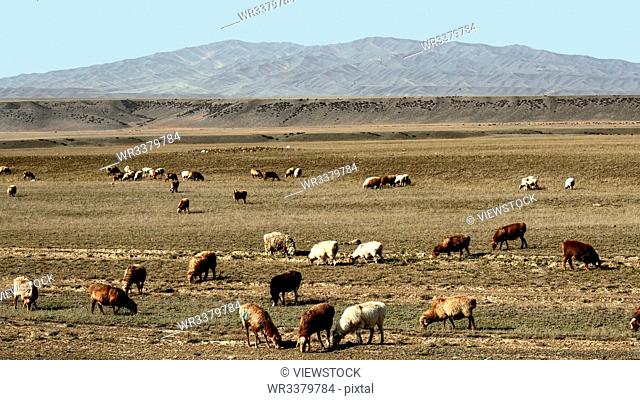 Xinjiang altay grazing